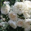 Kép 2/3 - Rosa 'Summer Memories®' - fehér - parkrózsa
