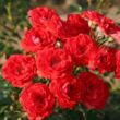 Kép 1/3 - Rosa 'Zwergenfee 09®' - vörös - törpe - mini rózsa