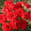 Rosa 'Zwergenfee 09®' - vörös - törpe - mini rózsa
