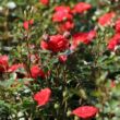 Kép 3/3 - Rosa 'Zwergenfee 09®' - vörös - törpe - mini rózsa
