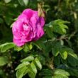 Rosa 'Hansa®' - rózsaszín - parkrózsa