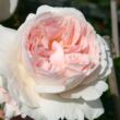 Kép 1/3 - Rosa 'Sebastian Kneipp®' - fehér - rózsaszín - teahibrid rózsa