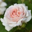 Rosa 'Sebastian Kneipp®' - fehér - rózsaszín - teahibrid rózsa