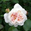 Kép 3/3 - Rosa 'Sebastian Kneipp®' - fehér - rózsaszín - teahibrid rózsa