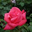 Kép 1/3 - Rosa 'Cherry Lady®' - rózsaszín - teahibrid rózsa