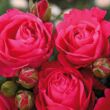 Kép 2/3 - Rosa 'Cherry Lady®' - rózsaszín - teahibrid rózsa
