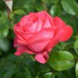 Kép 3/3 - Rosa 'Cherry Lady®' - rózsaszín - teahibrid rózsa