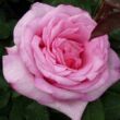 Kép 1/3 - Rosa 'Sweet Parole®' - rózsaszín - teahibrid rózsa