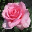 Kép 2/3 - Rosa 'Sweet Parole®' - rózsaszín - teahibrid rózsa