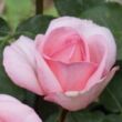 Rosa 'Sweet Parole®' - rózsaszín - teahibrid rózsa