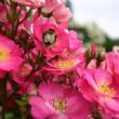 Kép 2/3 - Rosa 'Lupo®' - rózsaszín - törpe - mini rózsa