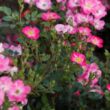 Rosa 'Lupo®' - rózsaszín - törpe - mini rózsa