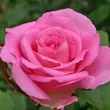 Kép 1/3 - Rosa 'Beverly®' - rózsaszín - teahibrid rózsa