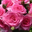 Kép 2/3 - Rosa 'Beverly®' - rózsaszín - teahibrid rózsa