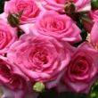 Rosa 'Beverly®' - rózsaszín - teahibrid rózsa