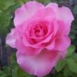Rosa 'Beverly®' - rózsaszín - teahibrid rózsa