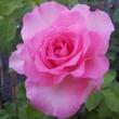 Kép 3/3 - Rosa 'Beverly®' - rózsaszín - teahibrid rózsa