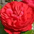 Kép 1/3 - Rosa 'Cherry Girl®' - piros - virágágyi floribunda rózsa