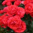 Kép 2/3 - Rosa 'Cherry Girl®' - piros - virágágyi floribunda rózsa