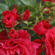 Kép 3/3 - Rosa 'Cherry Girl®' - piros - virágágyi floribunda rózsa