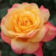 Kép 1/3 - Rosa 'Speelwark®' - sárga - rózsaszín - teahibrid rózsa