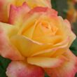 Rosa 'Speelwark®' - sárga - rózsaszín - teahibrid rózsa