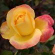 Rosa 'Speelwark®' - sárga - rózsaszín - teahibrid rózsa