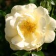 Kép 1/3 - Rosa 'Sunny Rose®' - sárga - virágágyi floribunda rózsa