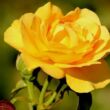 Rosa 'Sunny Rose®' - sárga - virágágyi floribunda rózsa