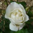 Rosa 'Fehér' - fehér - virágágyi floribunda rózsa