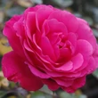 Kép 1/3 - Rosa 'Rózsaszín' - rózsaszín - virágágyi floribunda rózsa