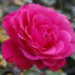 Kép 1/3 - Rosa 'Rózsaszín' - rózsaszín - virágágyi floribunda rózsa