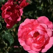 Kép 2/3 - Rosa 'Rózsaszín' - rózsaszín - virágágyi floribunda rózsa