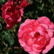 Kép 2/3 - Rosa 'Rózsaszín' - rózsaszín - virágágyi floribunda rózsa