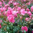 Kép 3/3 - Rosa 'Rózsaszín' - rózsaszín - virágágyi floribunda rózsa