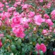 Rosa 'Rózsaszín' - rózsaszín - virágágyi floribunda rózsa