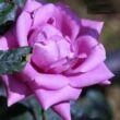 Rosa 'Lila' - lila - teahibrid rózsa