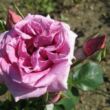 Rosa 'Lila' - lila - teahibrid rózsa
