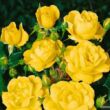 Rosa 'Sárga' - sárga - virágágyi floribunda rózsa
