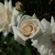 Rosa 'Fehér' - fehér - climber, futó rózsa