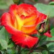 Rosa 'Sárga-Narancssárga' - sárga - narancssárga - teahibrid rózsa
