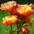 Rosa 'Naráncssága-Piros' - narancssága - piros - virágágyi floribunda rózsa