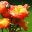 Rosa 'Naráncssága-Piros' - narancssága - piros - virágágyi floribunda rózsa