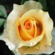 Kép 1/3 - Rosa 'Krémsárga' - sárga - teahibrid rózsa