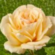 Kép 2/3 - Rosa 'Krémsárga' - sárga - teahibrid rózsa