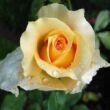 Rosa 'Krémsárga' - sárga - teahibrid rózsa