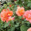 Rosa 'Narancssárga' - narancssárga - climber, futó rózsa