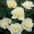 Rosa 'Fehér' - fehér - teahibrid rózsa