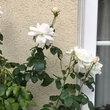 Kép 3/3 - Rosa 'Fehér' - fehér - teahibrid rózsa