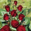 Rosa 'Bordó' - bordó - teahibrid rózsa
